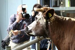 Koeienfotografiemiddag op 3 november in de stal van het Rundveemuseum