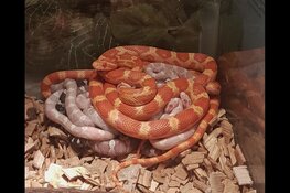 Slangen in het Streekbos met IVN