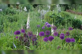 Wek je tuin tot leven op de Natuur- en Levende Tuinen-dag!