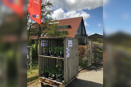 Tomatenplantjes te koop