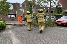 Boom omgewaaid in Enkhuizen