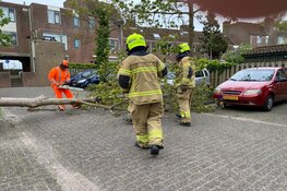 Boom omgewaaid in Enkhuizen