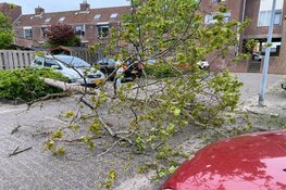 Boom omgewaaid in Enkhuizen