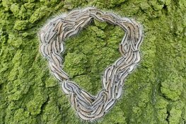 Eikenprocessierups terug in West-Friesland