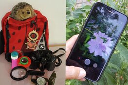 De zomer in Hertenkamp Enkhuizen