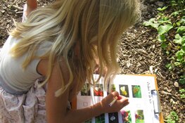 Vlinders in de tuin speurtocht