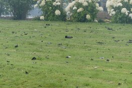 Schade goed zichtbaar na brand in 't Veld