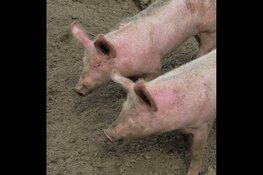 Snuffelochtend Plons