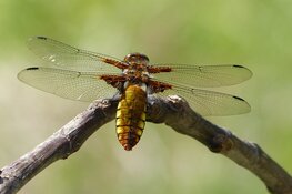 LibellenLAB & Excursie