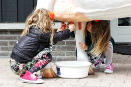Kinderspecial op Dierendag in het Rundveemuseum in Aartswoud