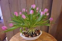 Vul je vensterbank met voorjaar!