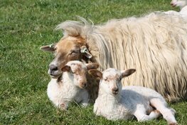 Lammetjes namenwedstrijd, MAK Blokweer