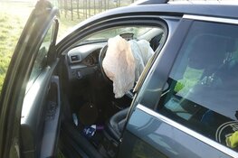 Aanhouding na botsing in Lambertschaag