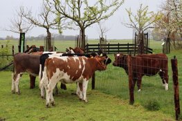 Koeien rundveemuseum weer in Aartswoud