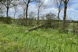 Aanhanger en boom omver door storm