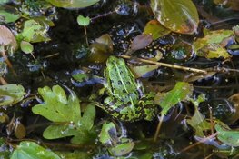 Snuffelochtend  kikker