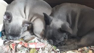 Invallen in onderzoek naar illegale handel in puppy’s en kittens