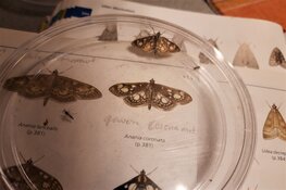 Nachtvlinderen op vrijdag 6 augustus.