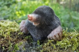 Snuffelochtend Mol, voor peuters en kleuters
