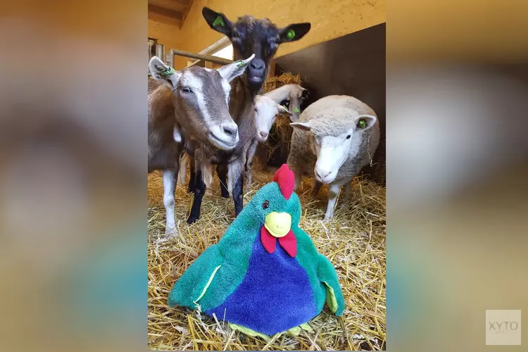 Kaatje kip in de kinderboerderij voor dreumes