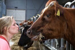 Met een koe op de foto op 3 oktober in het Rundveemuseum