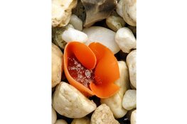 Opening foto expositie