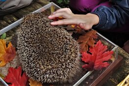 Snuffelochtend Egel!