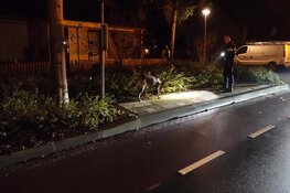 &#39;Vrouw opzettelijk door auto aangereden in Enkhuizen&#39;