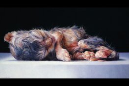 Expositie DIERBAAR over onze relatie met dieren door de eeuwen heen