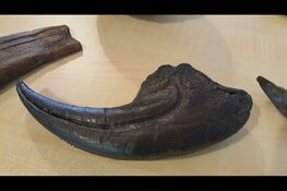 Workshop Dino&#39;s in Hertenkamp Enkhuizen