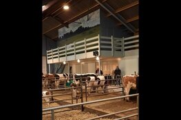 Vernieuwd rundveemuseum te bezoeken op Zondag 13 februari