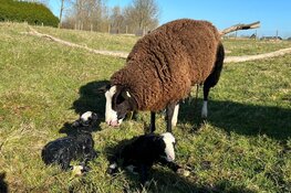 Draadkunst en Lammetjes Namenwedstrijd