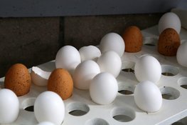 Paasknutselmiddag in het Rundveemuseum op 18 april