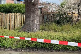 Drie woningen in Zwaag uit voorzorg ontruimd vanwege instabiele boom
