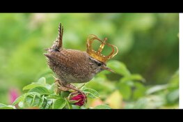Het Koningshuis van de Natuur - Puzzelspeurtocht bij Hertenkamp Enkhuizen