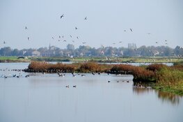 Vogelkijkdag Natuurgebied Twisk - Oostermare