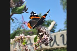 Vlinders - voor peuters en kleuters