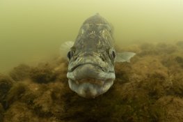 Zomerse wateractiviteiten