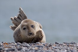 Open dag natuur-fotograferen ontmoet de fotografen