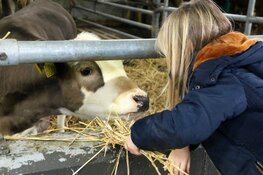 Dierenarts vertelt op 2 oktober in het Rundveemuseum
