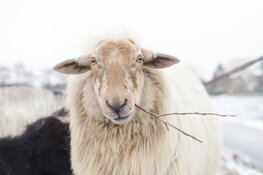 Speuren tussen dieren en natuur
