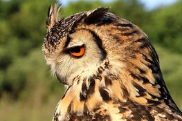 Uilenballen pluizen: Zondag 26 februari 14:00 – 15:30