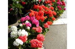 Vernieuwde plantenactie HV Blokker 2023