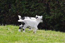 Lammetje, lammetje, lammetje!