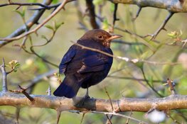 Vroege vogel wandeling