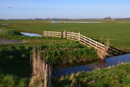 Wandeling Weelpolder en bezoek Rundveemuseum in Aartswoud