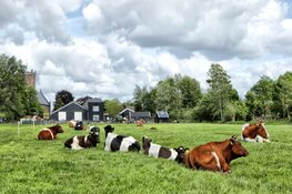Wandeling Weelpolder en bezoek Rundveemuseum in Aartswoud
