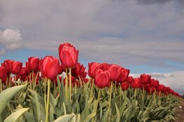 April doet ook in de laatste week wat het wil, met koude Koningsnacht