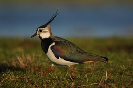 Wandeling Braakpolder en bezoek Rundveemuseum in Aartswoud