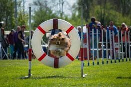 Agilitywedstrijd 4 juni Kynologen Club West-Friesland Hoorn